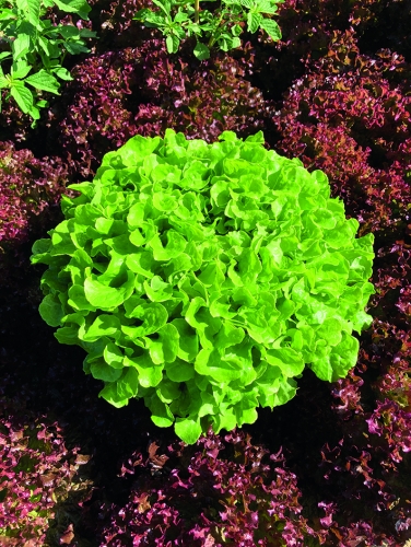 Semence Graines enrobées SAMMIR - BIO