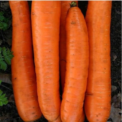 Semence  FESTIVA (SAT 507) - BIO