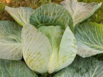 Semence  MARWEI - BIO