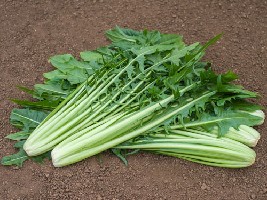 CATALOGNA (feuilles de Pissenlit) - BIO