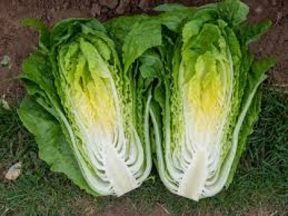 Semence Graines enrobées ADICAMP - BIO