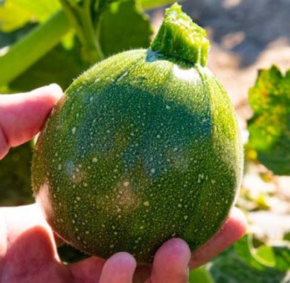 Semence Courgettes F1 JUPITER - BIO