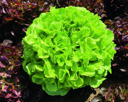 Semence Laitues pommées de pleine terre ATAVIR - BIO