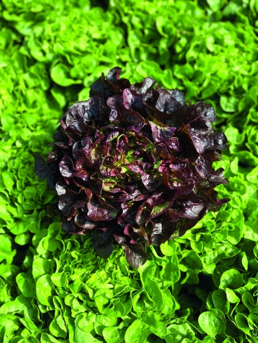 Semence  ASTRAKAN- BIO