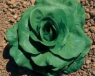 GRUMOLO