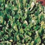 BLONDE DE TRIESTINA - BIO