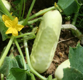 BLANC LONG PARISIEN - BIO