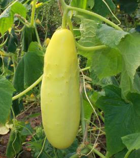 GELE TROS - BIO