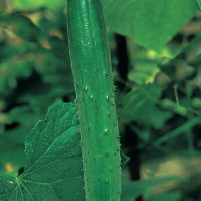 VERT LONG ANGLAIS - BIO