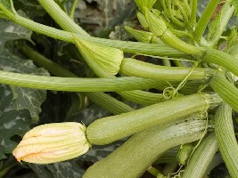 ALBERELLO DI SARZANA - BIO