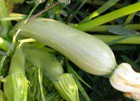 GENOVESE (DE GENE) - BIO