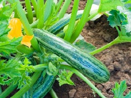 VERTE NON COUREUSE D'ITALIE - BIO