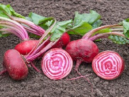 CHIOGGIA - BIO