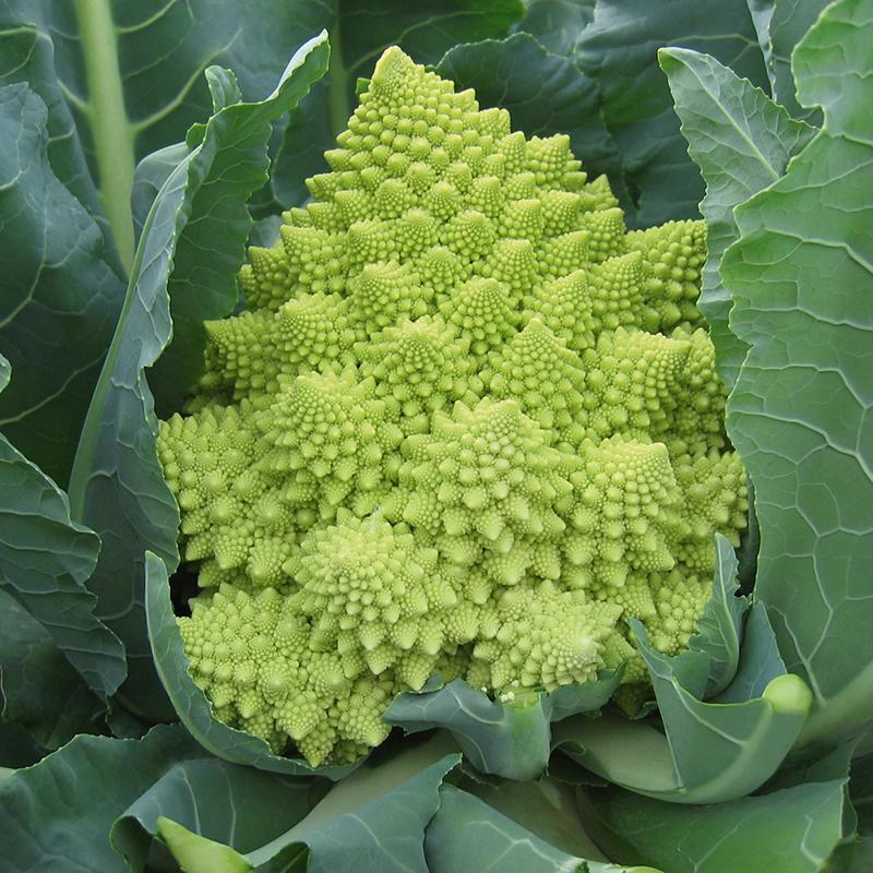 ROMANESCO - BIO