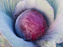 ROUGE TETE NOIRE 3 - BIO