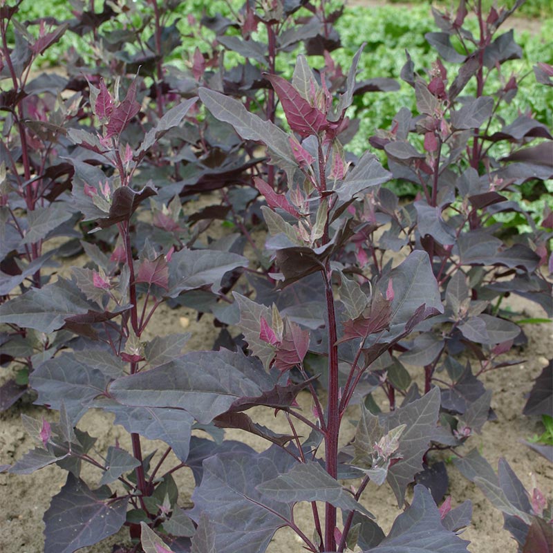 ARROCHE ROUGE - BIO