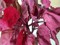 ARROCHE ROUGE - BIO