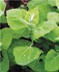 ARROCHE VERTE - BIO