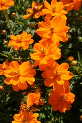 Semence Semences florales COSMOS SULPHUREUS (orange) - BIO