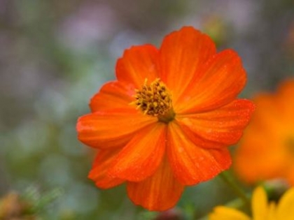 Semence Semences florales COSMOS SULPHUREUS (orange) - BIO