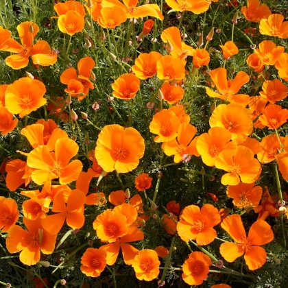 Semence Semences florales ESCHSCHOLZIA CALIFORNICA - BIO