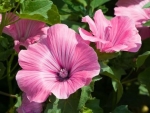 LAVATERA TRIMESTRIS (mauve) - BIO