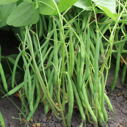 ROGNON DE COQ - BIO RP