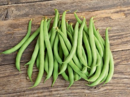 Semence Haricots nains SUISSE BLANC LINGOT - BIO