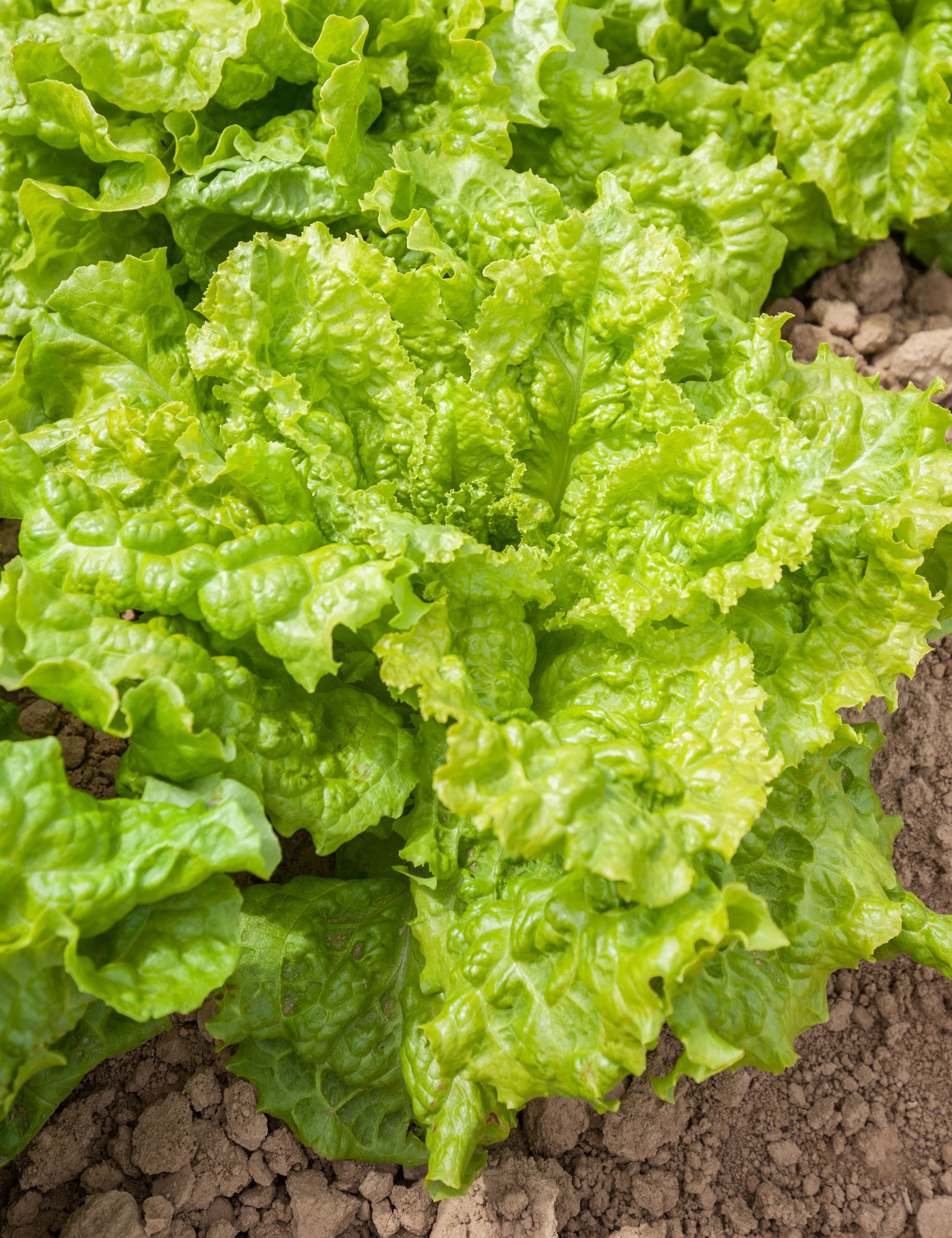 FRISÉE D'AUSTRALIE - BIO