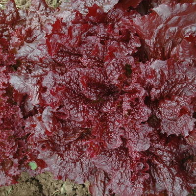 RICCIO LALLO (REDINA) - BIO