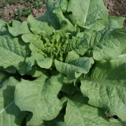 ASPERGE CELTUCE - BIO