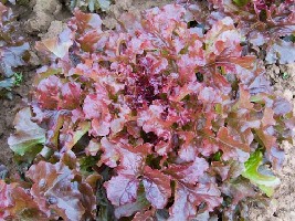 FEUILLE DE CHENE ROUGE - BIO