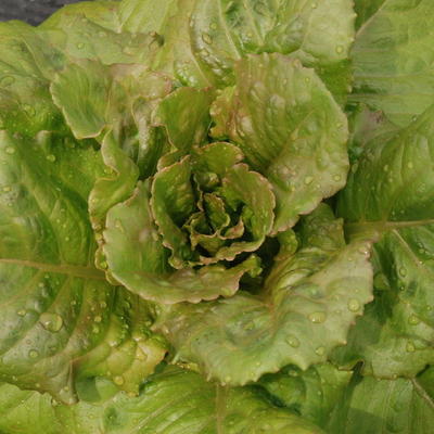 JEANNE (Laitue des melons) - BIO