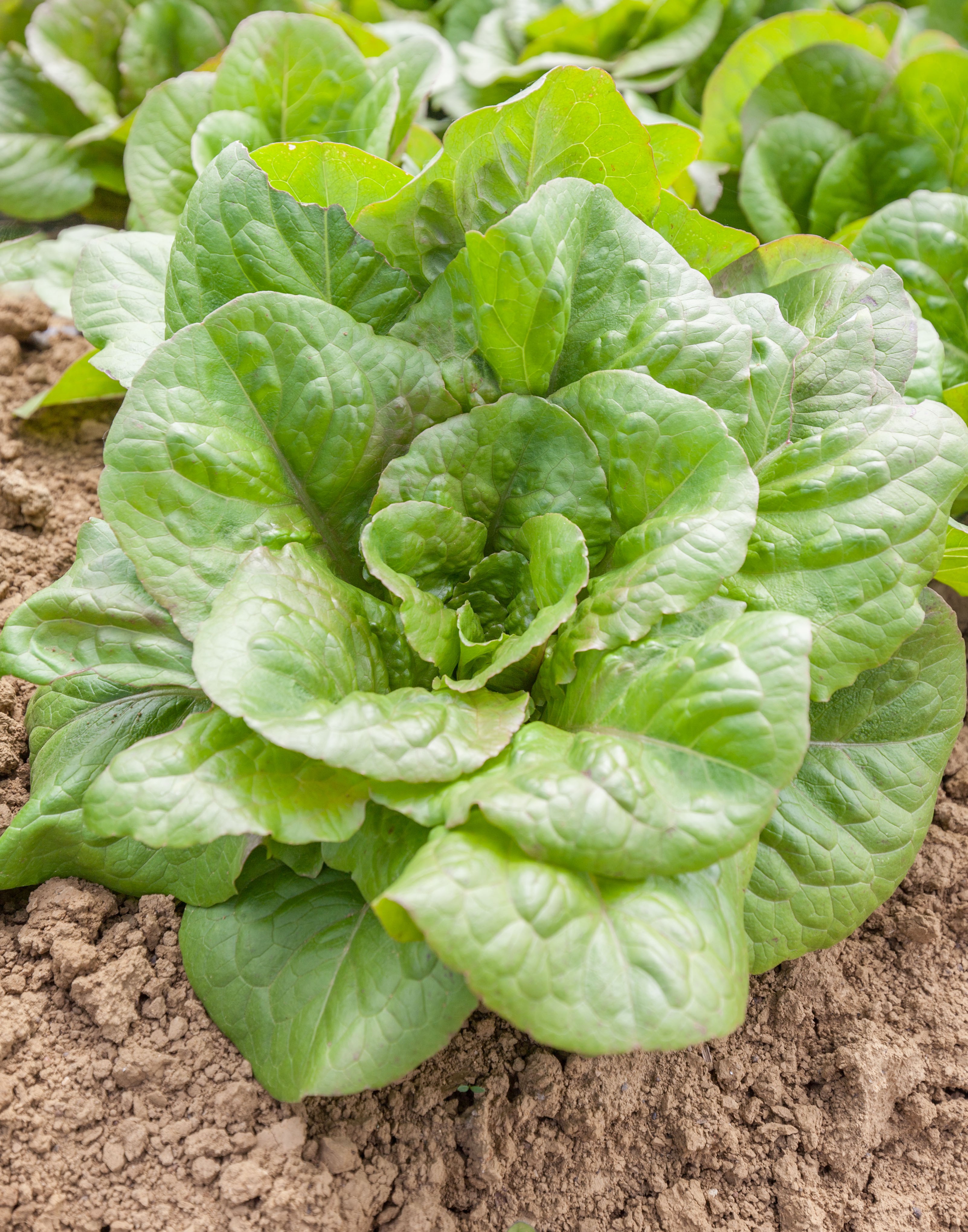 ROMAINE DES MELONS - BIO