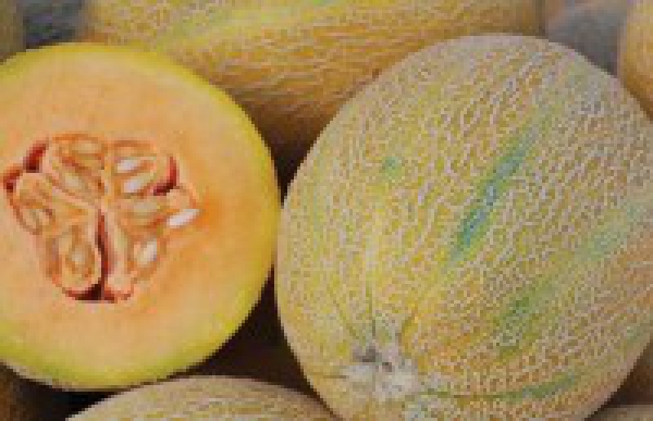 Semence Melons ZUCCHERINO - BIO