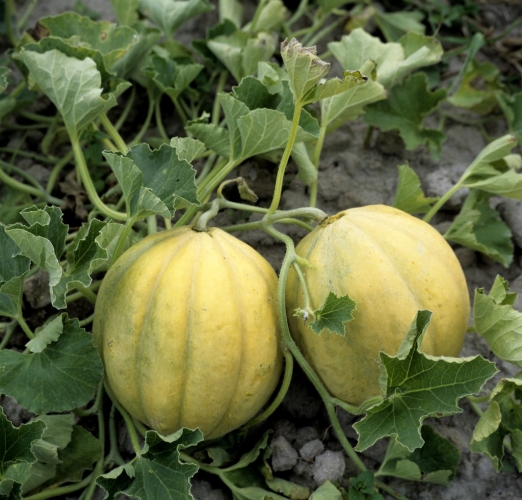 Semence Melons ANCIENNE VIEILLE FRANCE - BIO