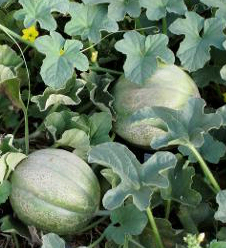 RETATA DEGLI ORTOLANI - BIO