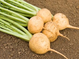 JAUNE BOULE D'OR - BIO