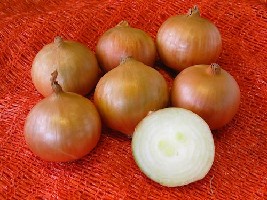 RIJNSBURGER 4 - BIO