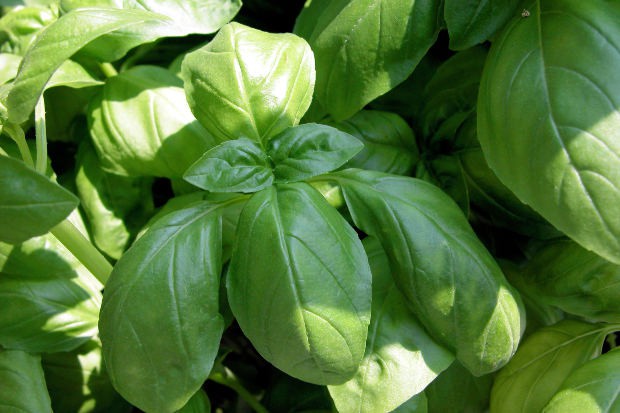 BASILIC GRAND VERT - BIO