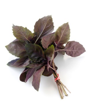 BASILIC ROUGE - BIO