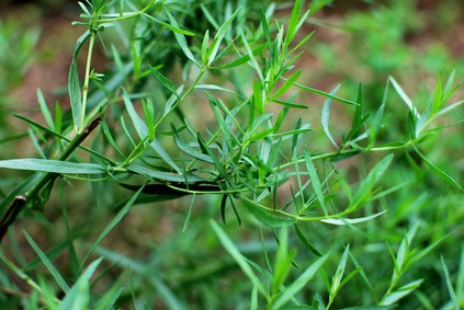 ESTRAGON RUSSE - BIO