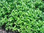MARJOLAINE (origanum marjorana) - BIO