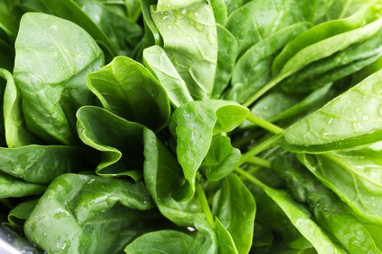 OSEILLE COMMUNE ( Rumex Acetosa) - BIO