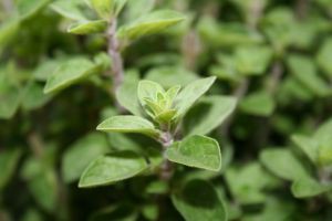 ORIGAN ( Origanum vulgare) - BIO