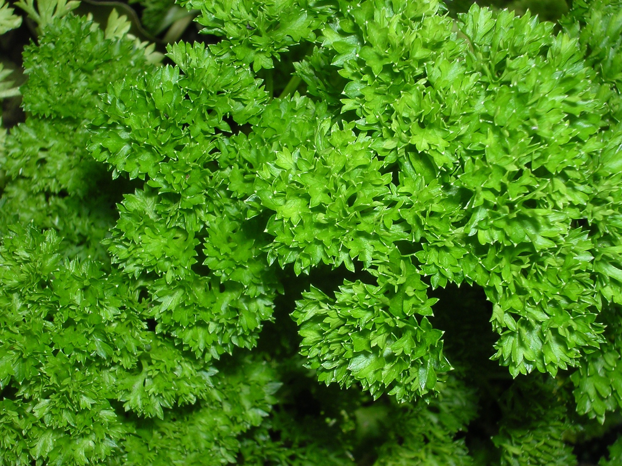 PERSIL FRISE VERT FONCE - BIO